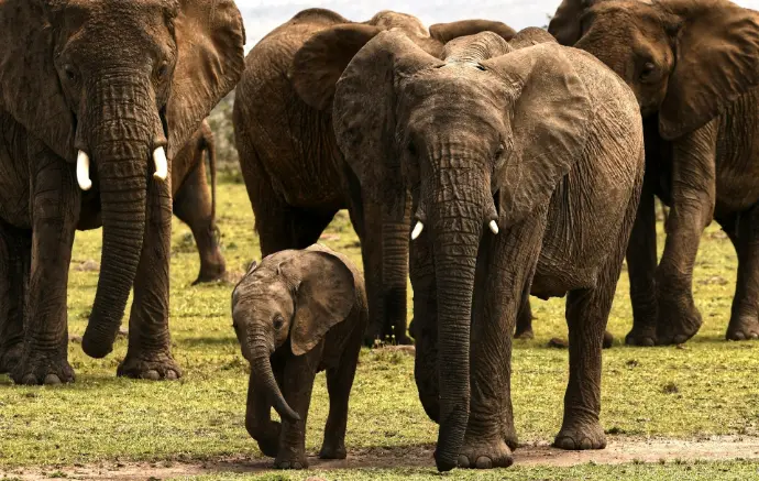 gray elephant on green grass field during daytime