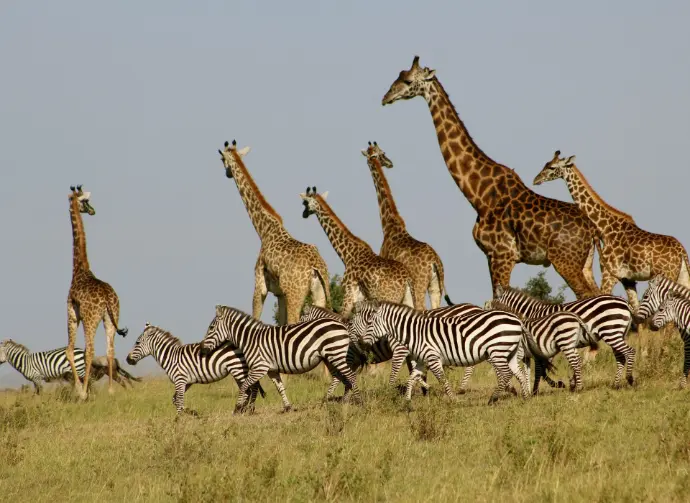 group of giraffes and zebras